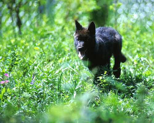 One of the Rose Creek pups in the summer of 1995